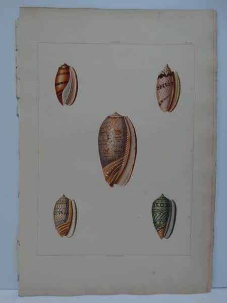 The art in this George Perry Conchology Aquatint, PL41 represents, oliva or olive shells.