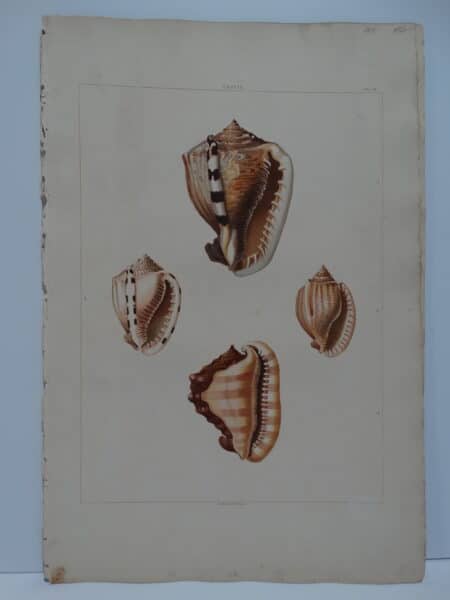 Cassis is an original aquatint, a bookplate, from 19th Century Conchology book stunned subscribers because the shells were shown so large, lifelike and in water colors.