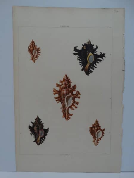Triplex shells, Drawn by Clarke and engraved by William Miller. 