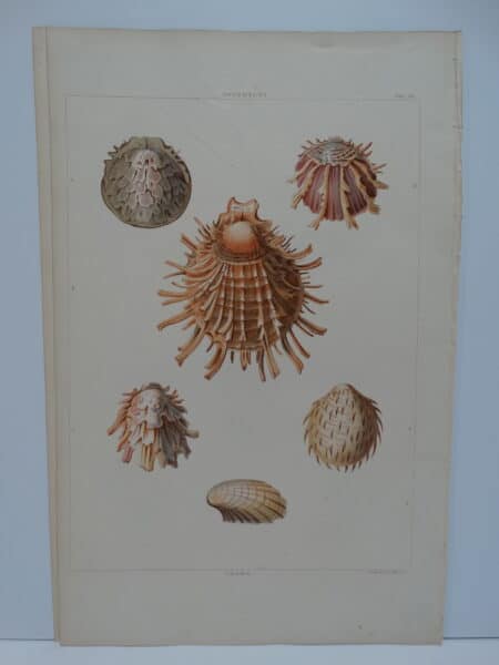 Perry Shell Spondius Plate59, is an accurate representation of the spiney oyster, centuries ago.