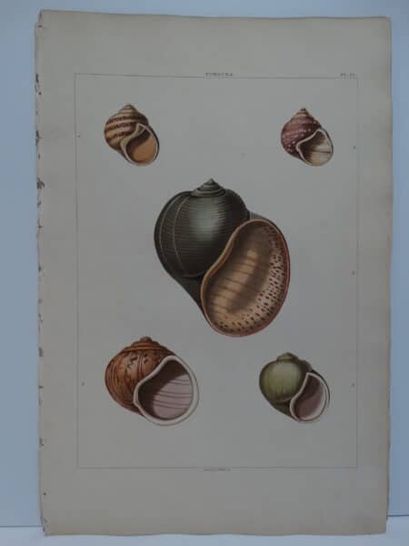 This is an accurate sea-shells rendering of Pomacea, but is nearly 200 years old. History matters.