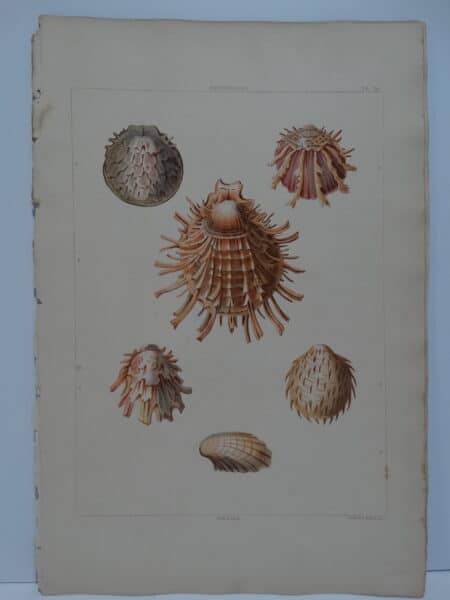 This is a Spondylus Aquatint, from George Perry's Conchology, the Natural History of Shells