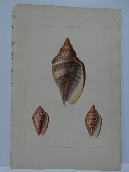 aquatints for George Perry's Conchology, the Natural History of Shells, published London 1810 to 1811. This is a Voluta shell.
