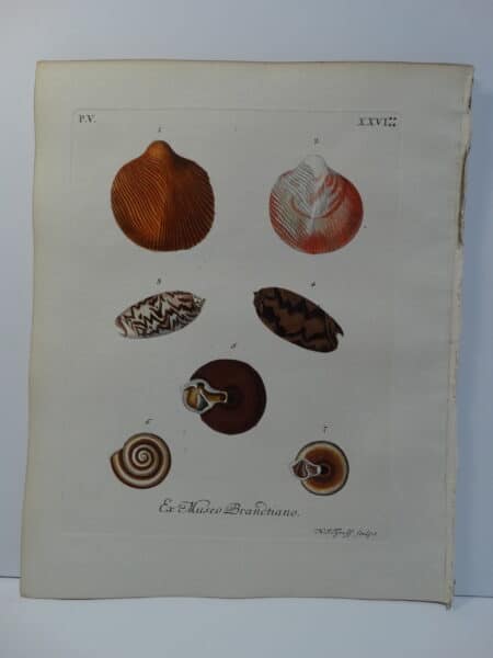 18th century George Wolfgang Knorr shell engraving hand-colored rare bookplate number 26.