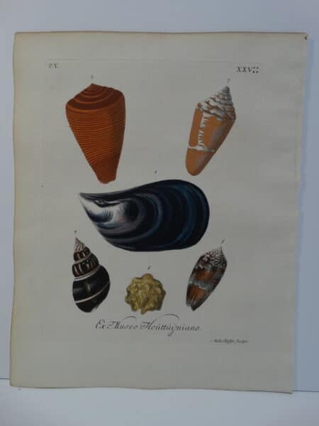 18th century George Wolfgang Knorr, mussel and cone shell engraving hand-colored rare bookplate number 25.