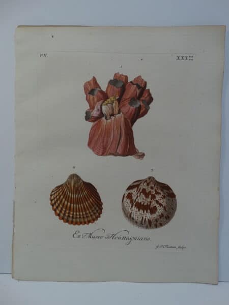 18th century George Wolfgang Knorr barnacle shell engraving hand-colored rare bookplate number 30.