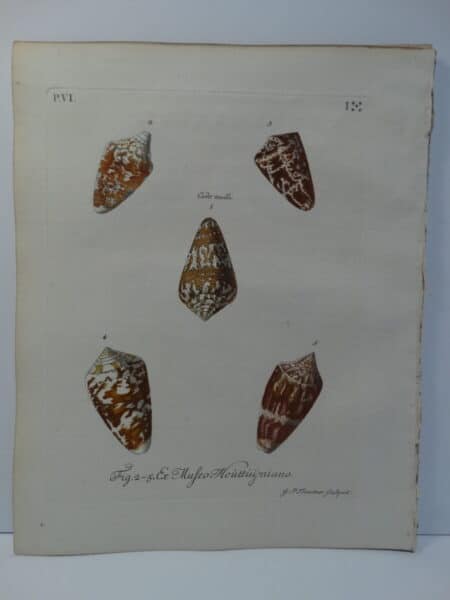 18th century George Wolfgang Knorr cone shell engraving hand-colored rare bookplate number 1.