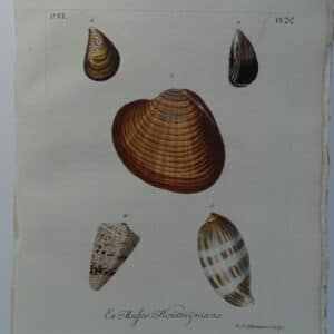 18th century George Wolfgang Knorr cone and olive shell engraving hand-colored rare bookplate number 4.