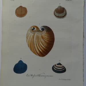 18th century George Wolfgang Knorr clam & scallop shell engraving hand-colored rare bookplate number 8.