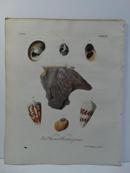 18th century George Wolfgang Knorr shell engraving hand-colored rare bookplate number 8.