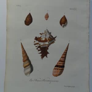 rare antique shell engraving of whelk and horn. Plate 19 is sourced from Verlustiging der Oohen en van Geest of Verzameling van allerley Bekende Hoorens en Sculpen published Amsterdam 1770-1771.