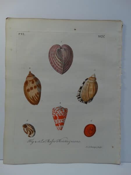 Hand-colored shell engraving, plate 11 sourced from Verlustiging der Oohen en van Geest of Verzameling van allerley Bekende Hoorens en Sculpen published Amsterdam 1770-1771.