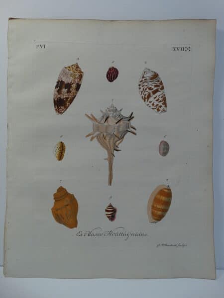 Murex & Cowrie antique shell engraving sourced from Verlustiging der Oohen en van Geest of Verzameling van allerley Bekende Hoorens en Sculpen published Amsterdam 1770-1771.