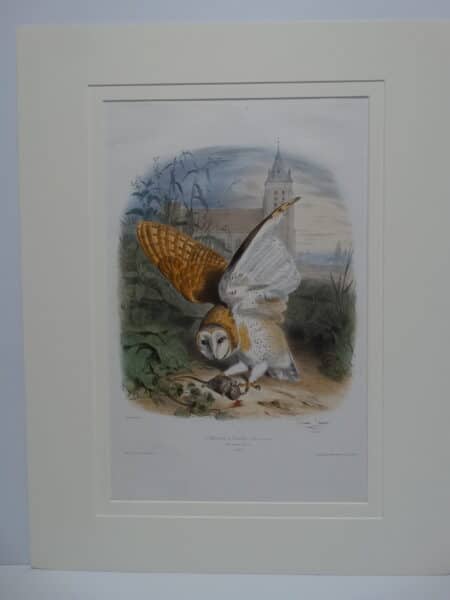 Hand watercolor lithograph of Barn Owl with wings extended. Sourced lithograph 1857 by Edouard Travies. The title of his book is Les Oiseaux les Plus Remarqables.