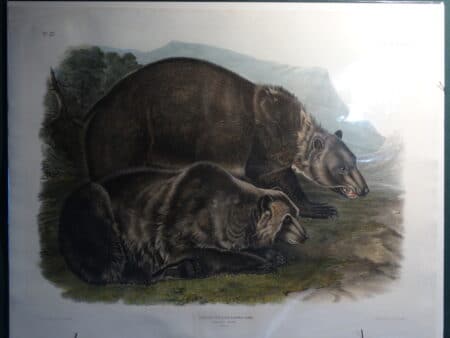 Ursus arctos horribilis, is an original, imperial folio John James Audubon, hand-colored lithograph, of the North American Grizzly Bear, or Brown Bear, in near mint condition.