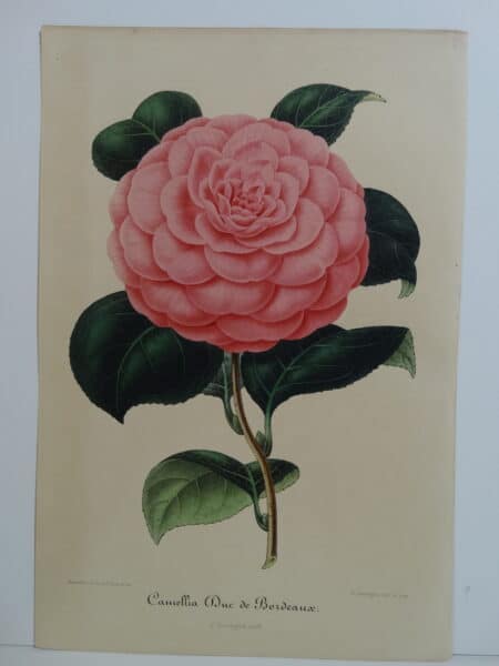 camellias-family-theaceae-genus-camellia1