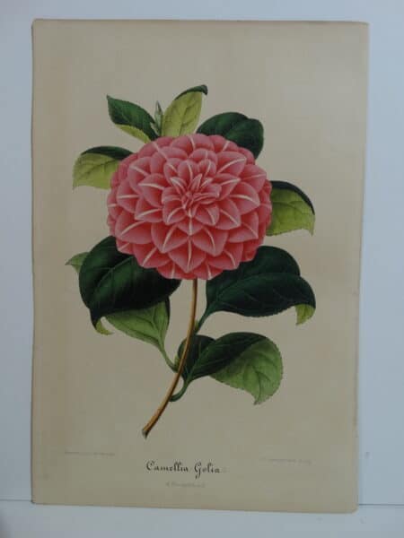 camellias-family-theaceae-genus-camellia2