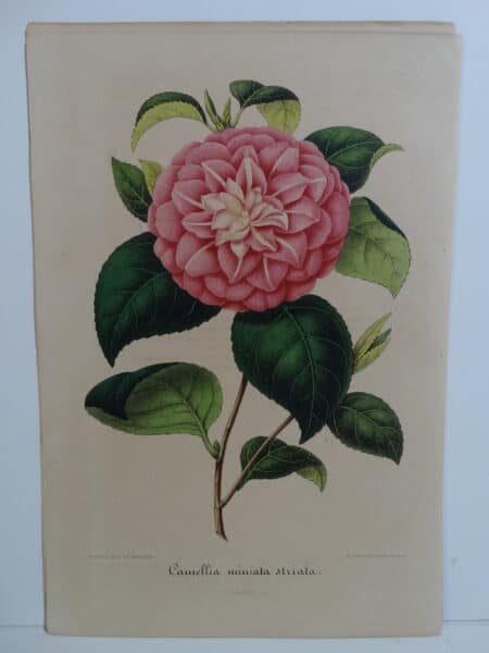 camellias-family-theaceae-genus-camellia3