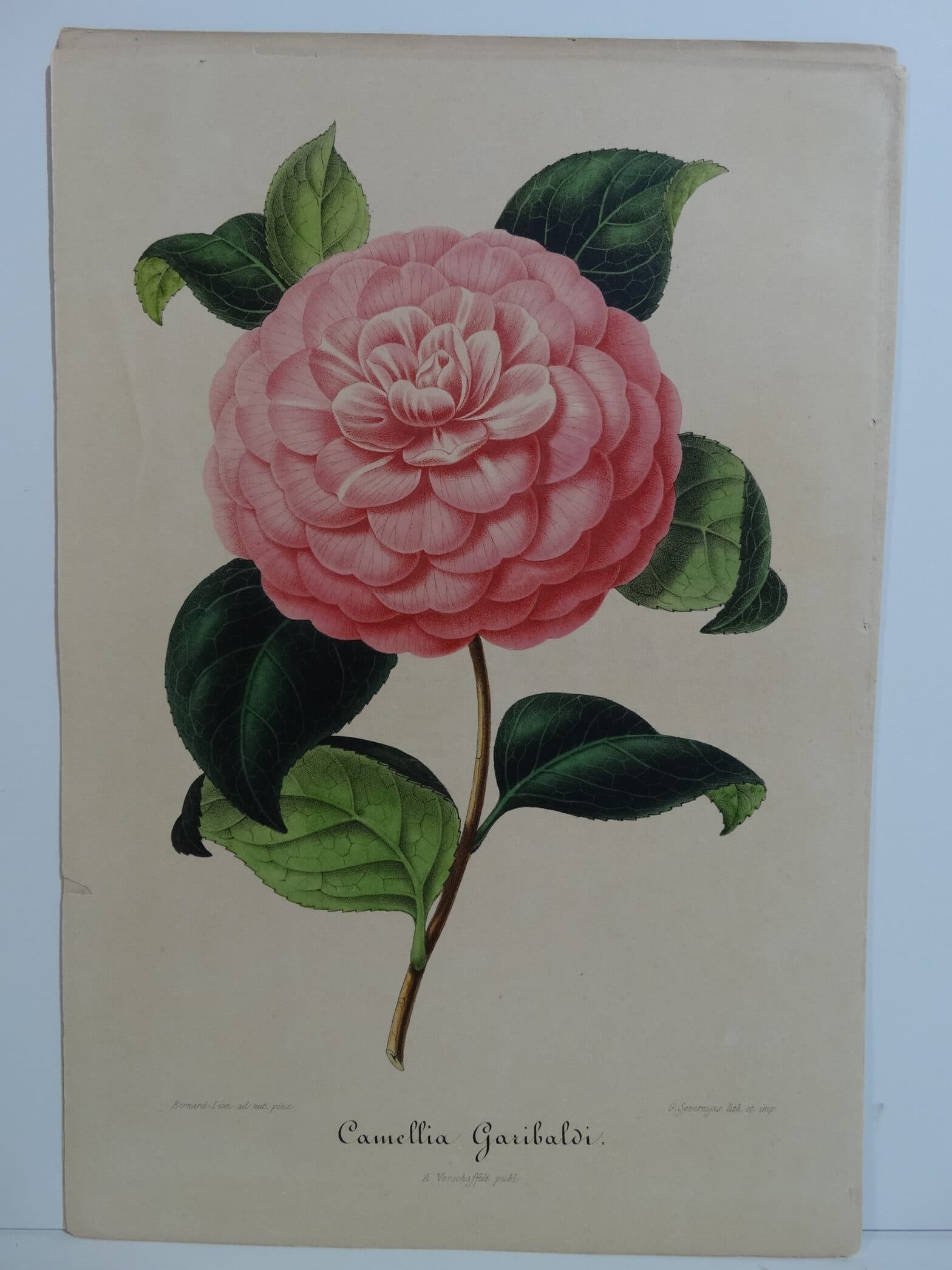 camellias-family-theaceae-genus-camellia4