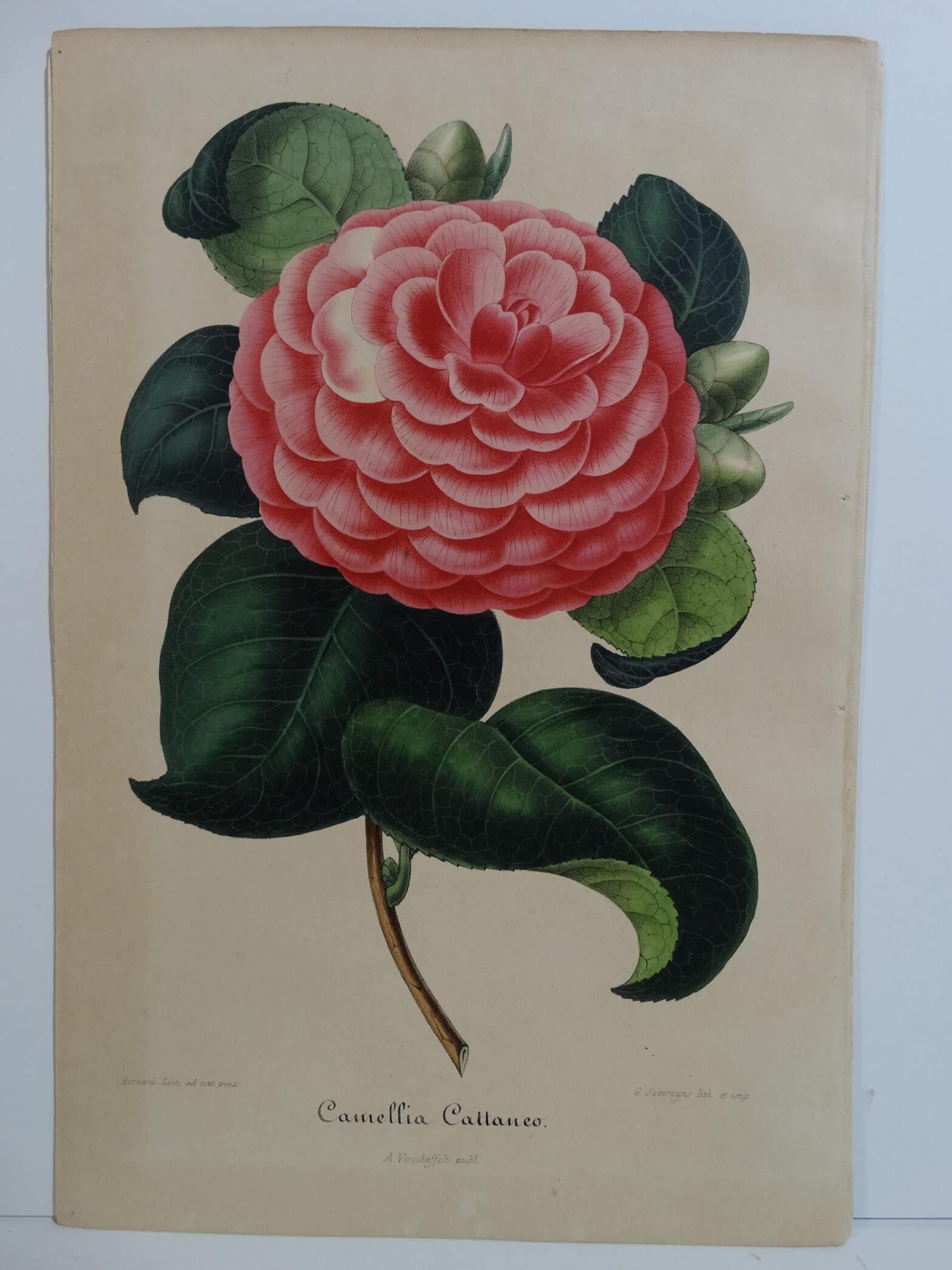 camellias-family-theaceae-genus-camellia5