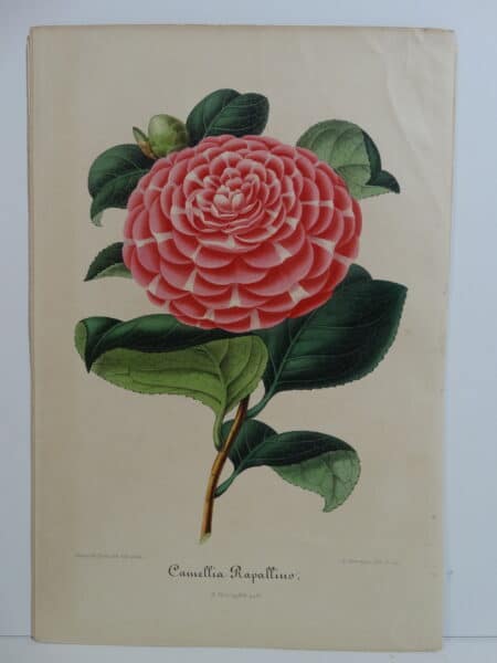 camellias-family-theaceae-genus-camellia6