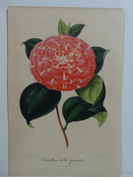 camellias-family-theaceae-genus-camellia7