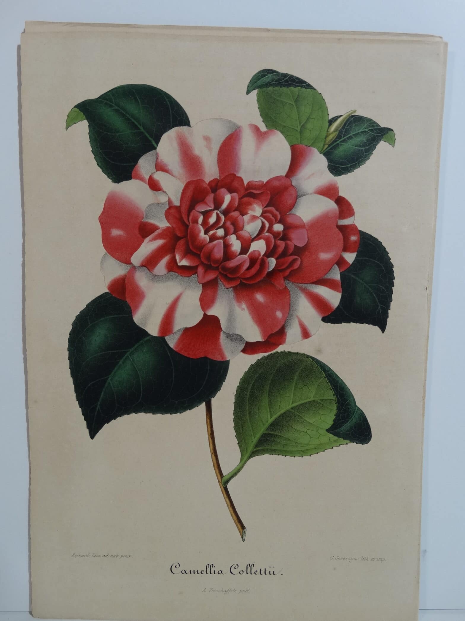camellias-family-theaceae-genus-camellia8