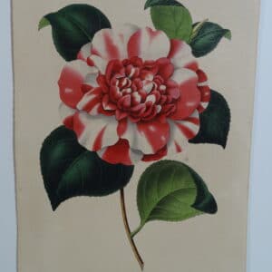 camellias-family-theaceae-genus-camellia8