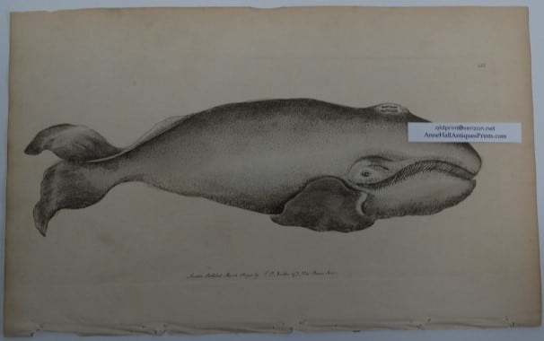 whale engraving 200 years old
