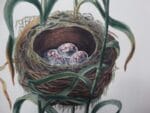 watercolor nests eggs