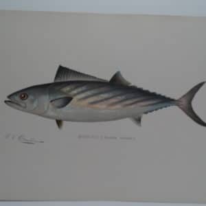 Albacore Tuna Fish