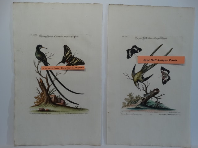 George Edwards Butterfly Engravings