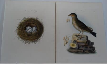 Bolton Birds Nests Eggs