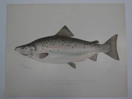 Sebago Lake Maine Fish