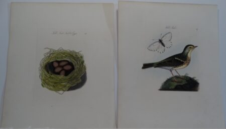 Bolton Birds Nests Eggs