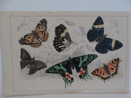 old insect prints engraving