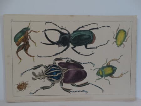 old insect prints engraving