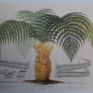 royal mexican tree fern Palm antique lithograph