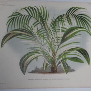 Cliff Date Palm Belgian antique lithograph