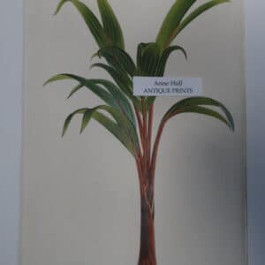 Palms Hyophorbe Amaricaulis
