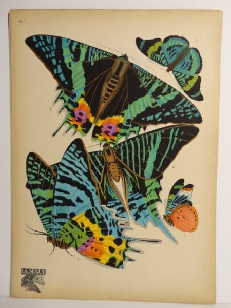 Seguy Deco Butterflies PL7