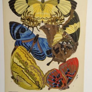 Seguy Deco Papillons PL4