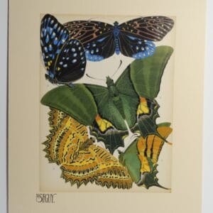 Seguy Papillons Butterflies nostampgr