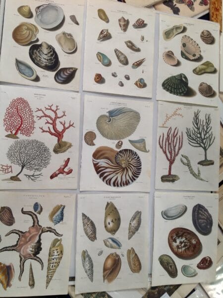 A decorative collection of watercolor engravings from the late 18th century of sea shells.