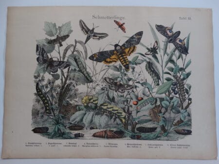 Insect Prints: Butterflies Caterpillars & Beautiful Bugs by Merian & Others