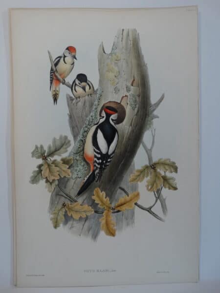 Woodpeckers Picus major