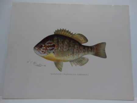 Fishing Redbreast Sunfish