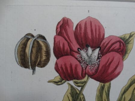 Mid 18th century antique peony engraving with watercolors..