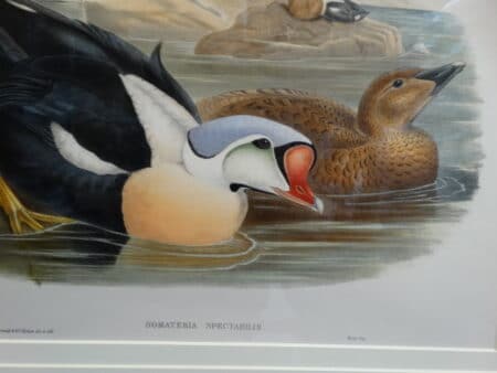 close up of the watercolors in the john gould king duck lithograph