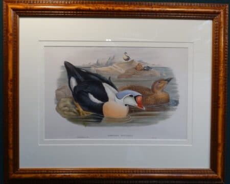 buy authentic john gould 19th century watercolor lithographs